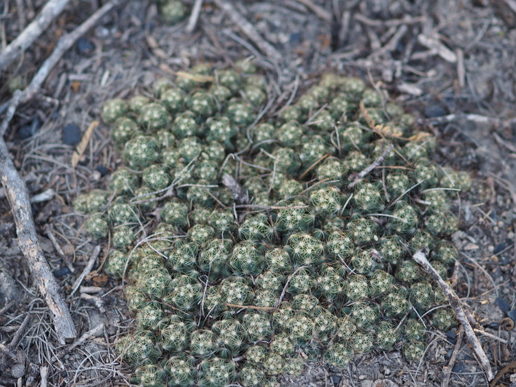 PB060425