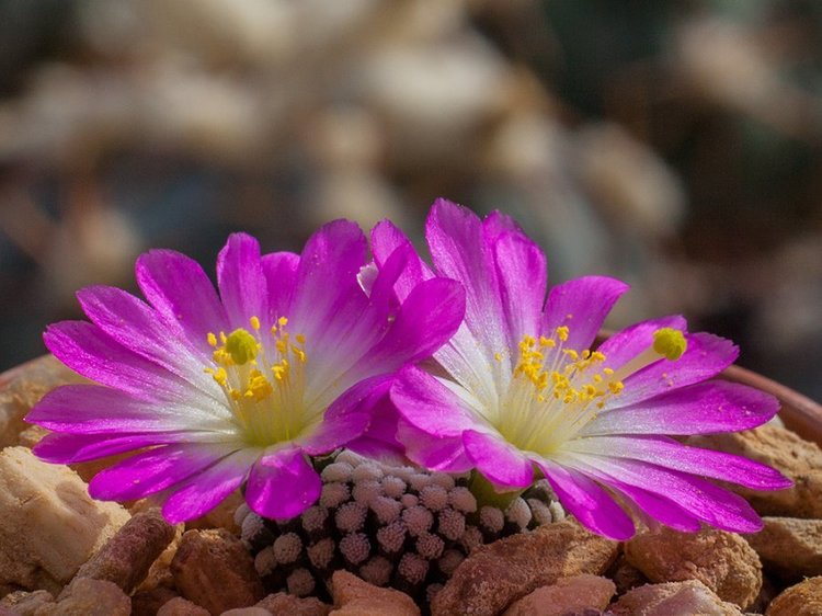 at1nemammillaria-luethyi1