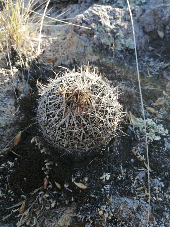 fig11