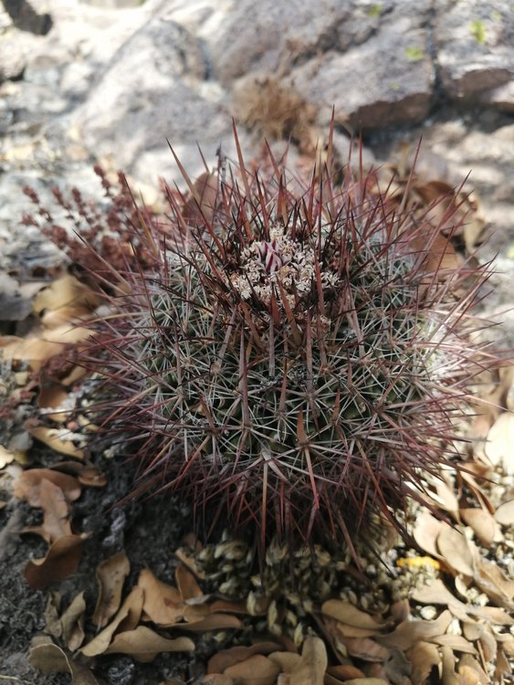 fig12