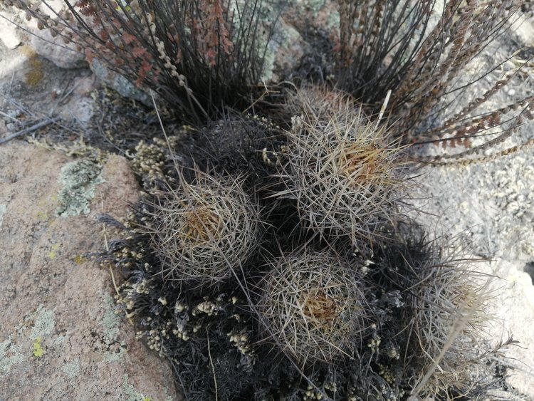 fig13