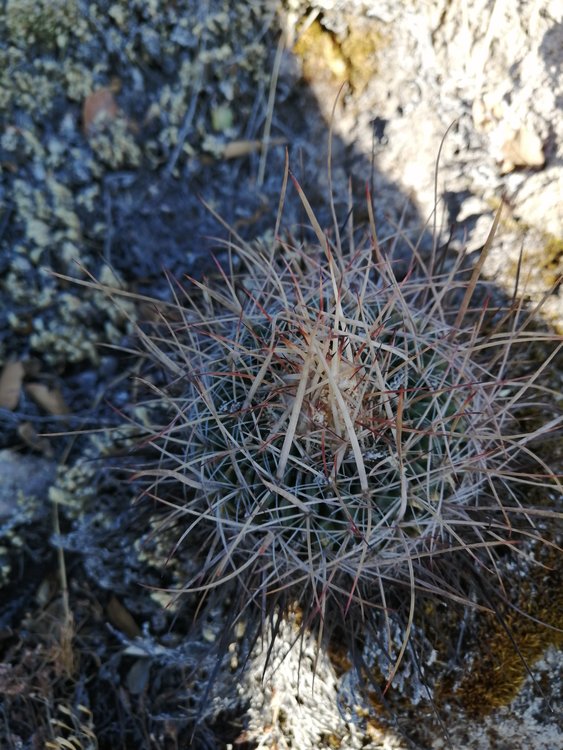 fig8