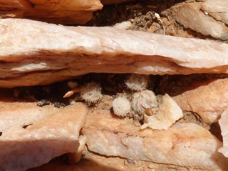 A-scopata-Oograbies-1
