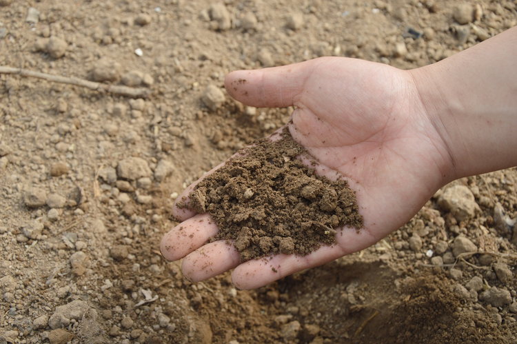 soil-hand-farm-garden