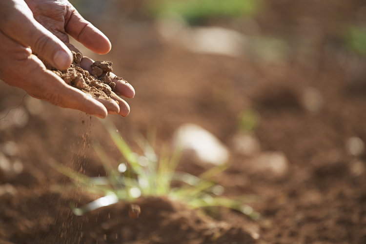 soil-plant-earth