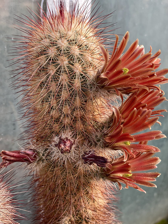 Echinocereus-russanthus-PP-7231-6