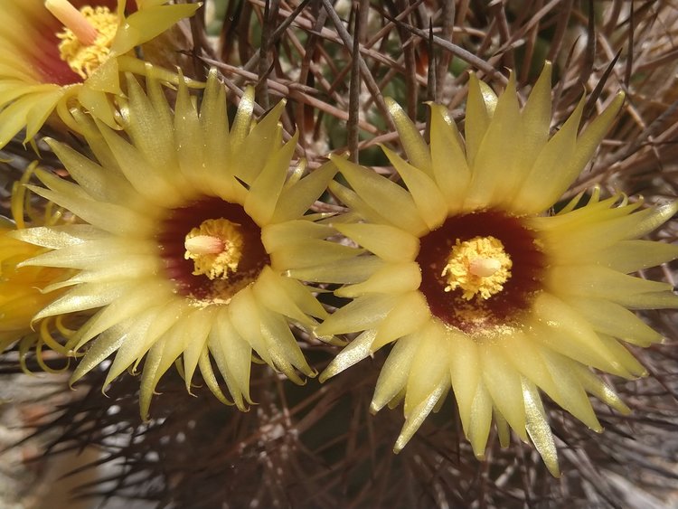 007-Pyrrhocactus-bulbocalyx-JN1469-4km-efore-Termas-Santa-Teresita-La-Rioja-Arg-727m