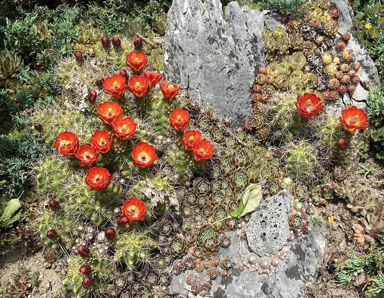 Echinocereus-coccineus-SB-406-Kimble-Co-Tx4