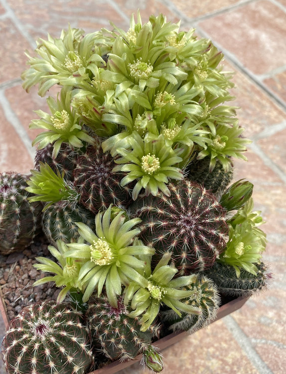 Echinocereus-viridiflorus-SB-876-Chaffe-Co-Vioming-9