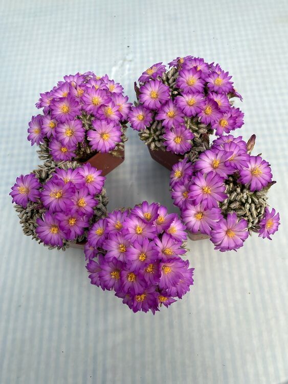 Mammillaria-bertholdii-3