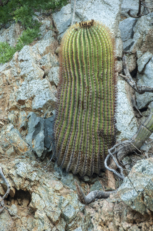 ferocactus_diguetii_6