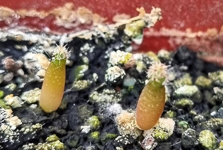 10a