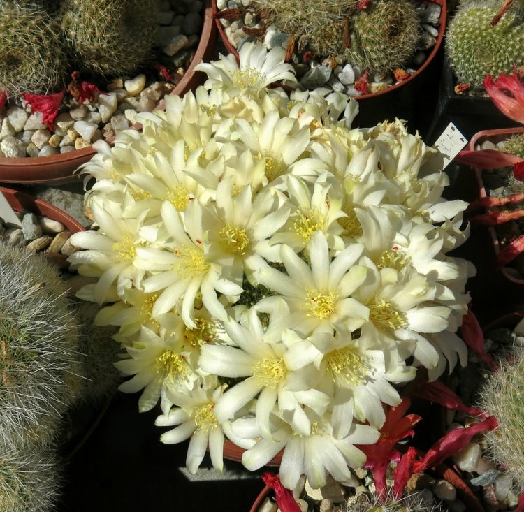 01-Rebutia_hybrid
