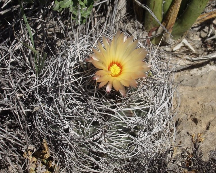 Astrophytum-senile-var-aureum-El-Hundido-COAH-foto-Vlastimil-Lukes-2