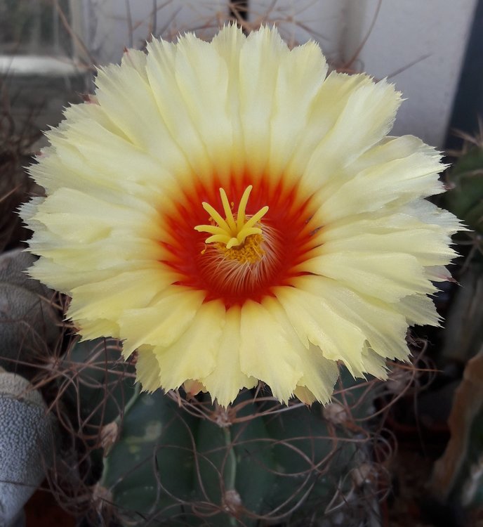 Astrophytum-senile-var-aureum-Nuevo-Yucatan-COAH-kulturni-rostlina-ve-sbirce-autora