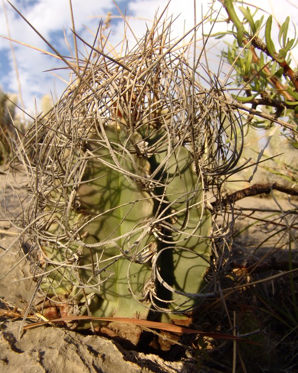 Astrophytum-senile-var-aureum-PP-1544-Ejido-Lucio-Blanco-COAH-foto-Pavel-Pavlicek