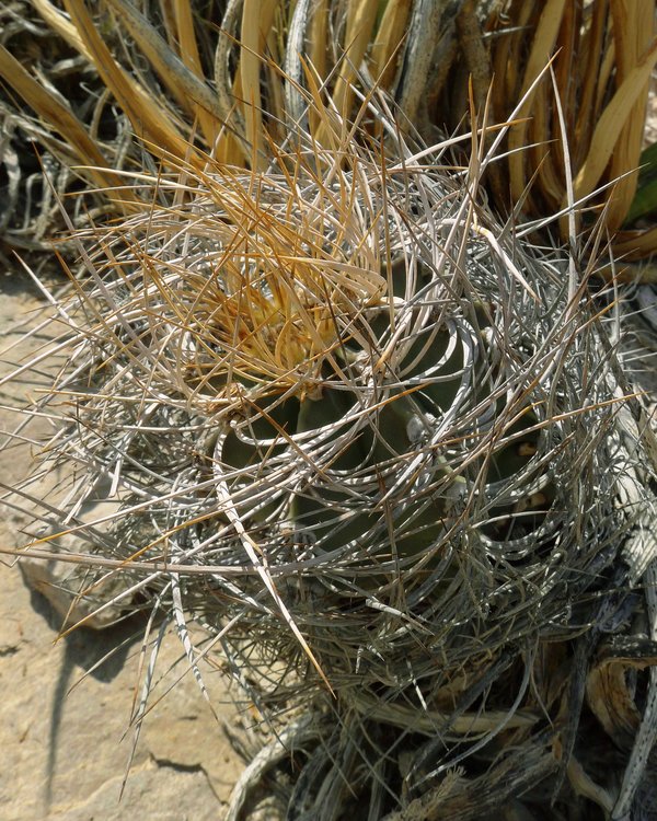 Astrophytum-senile-var-aureum-PT-494-El-Hundido-COAH-foto-Milos-Zaruba-1