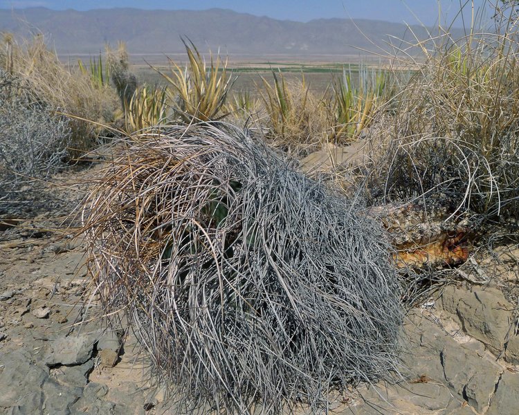 Astrophytum-senile-var-aureum-PT-494-El-Hundido-COAH-naspodu-poskozene-pozarem-foto-Milos-Zaruba-6