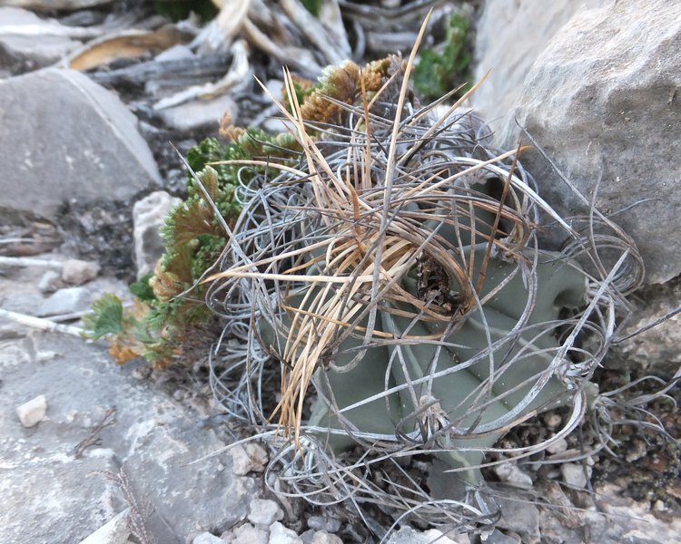 Astrophytum-senile-var-aureum-PT-501-km-27-jizne-Nuevo-Yucatan-COAH-1