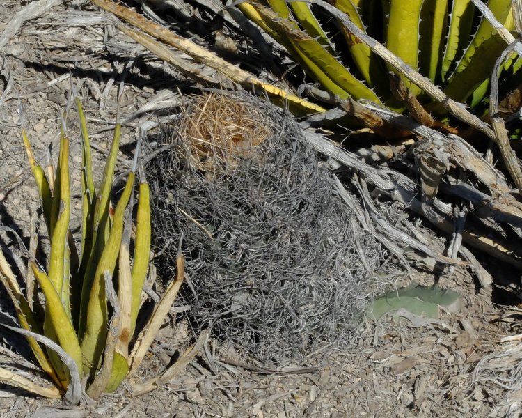 Astrophytum-senile-var-aureum-PT-502-km-43-severne-Nuevo-Yucatan-COAH-rostlina-s-vyskou-30-cm