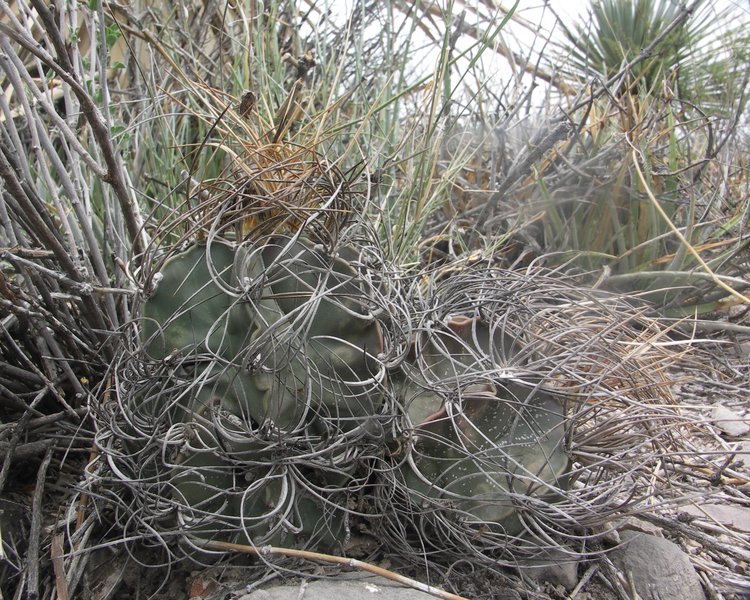 Astrophytum-senile-var-aureum-PT-645-km-67-severne-Nuevo-Yucatan-COAH-foto-Jiri-Horal-4