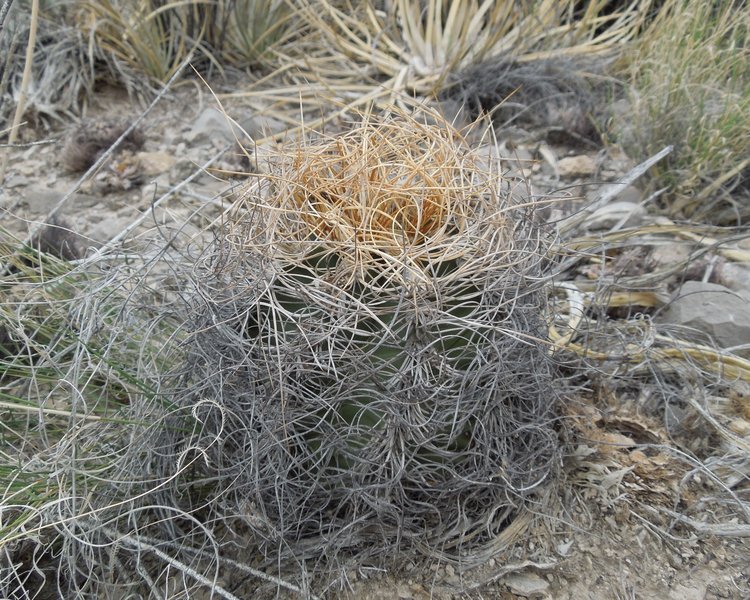 Astrophytum-senile-var-aureum-PT-645-u-Nuevo-Yucatan-COAH-1