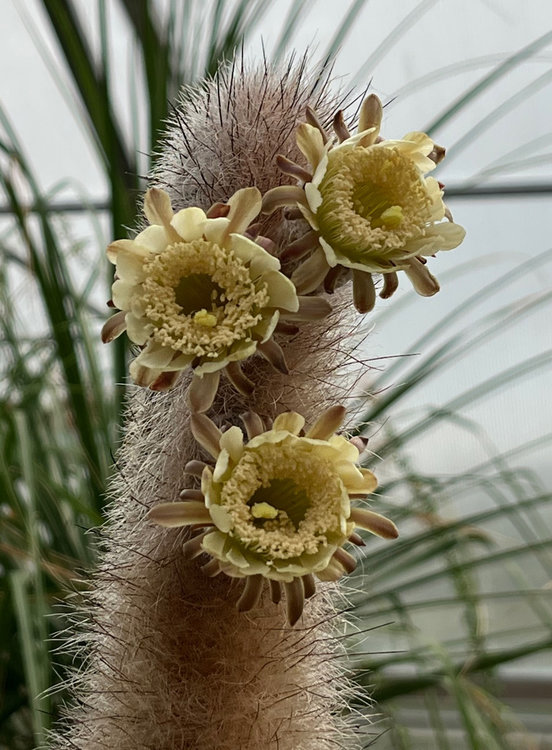 Arthrocereus-rondonianus