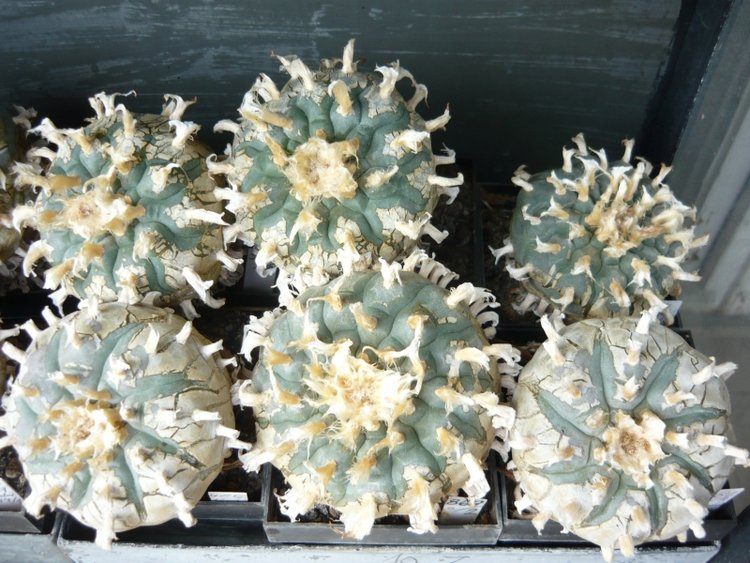 2022-9-na-konci-sezony-Lophophora-williamsii-a-pluricostata