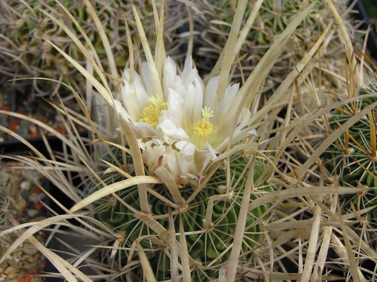image13
