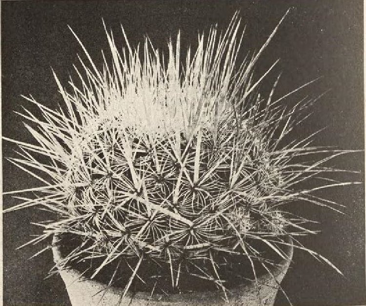 05-Ochoterenaus-Helia-Bravo-1937