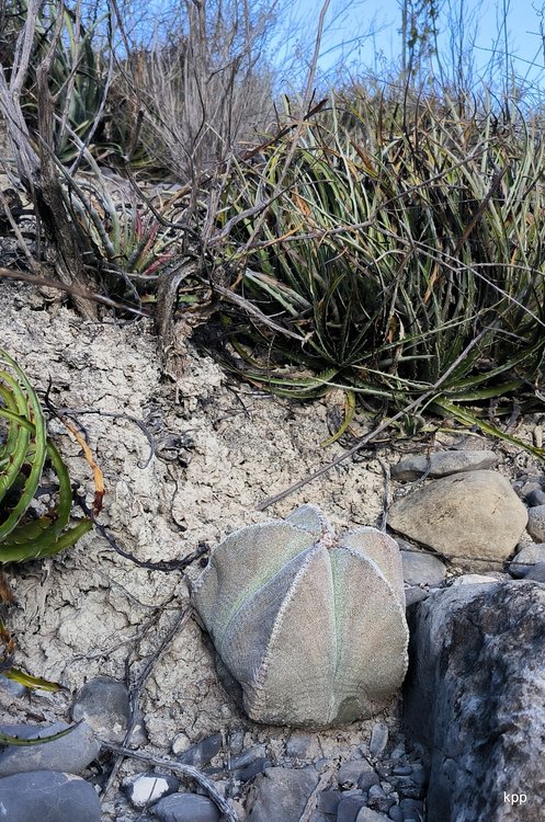 image14