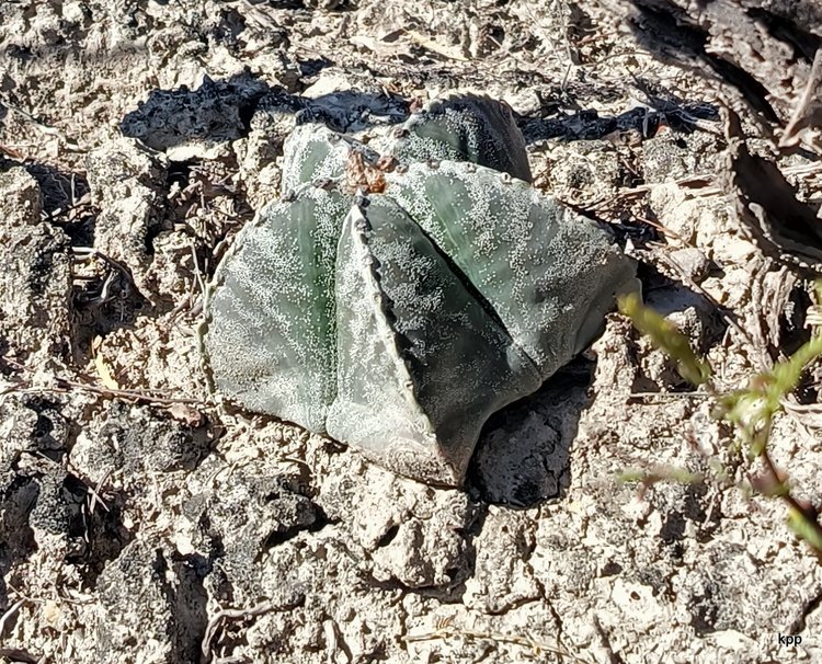 image15