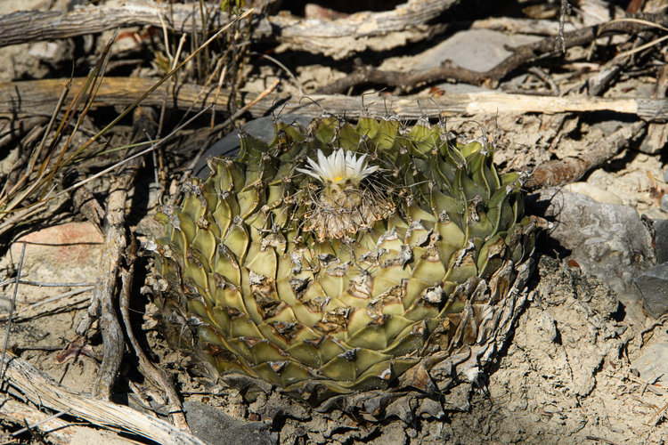 Obregonia_denegrii_1