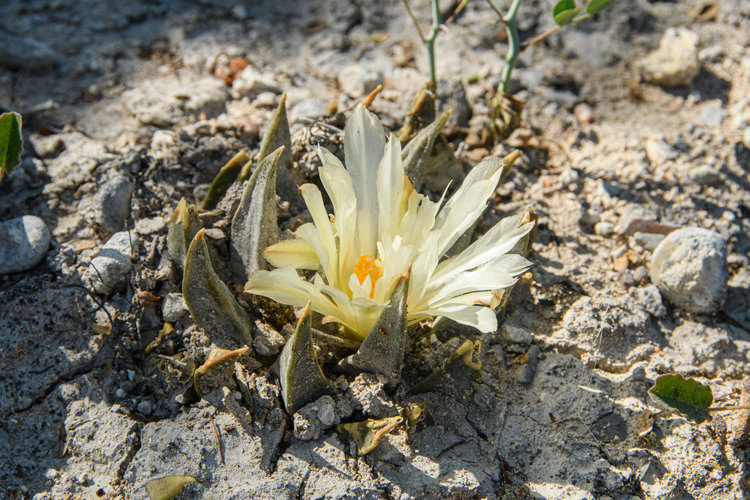 ariocarpus_trigonus_compuerte_1