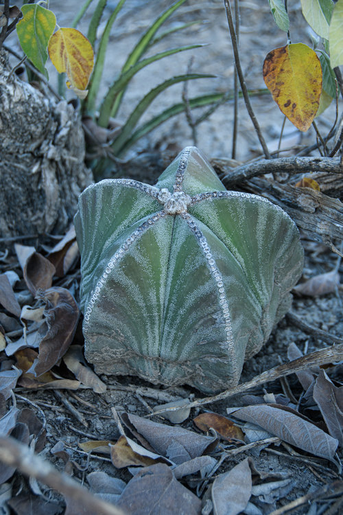 astrophytum_myriostigma_compuerte_2