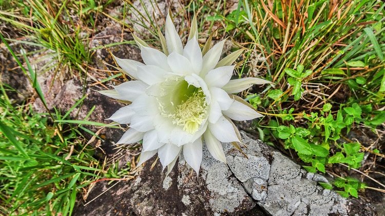 Echinopsis-eyriesii-