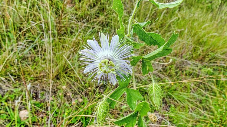 Passiflora-sp