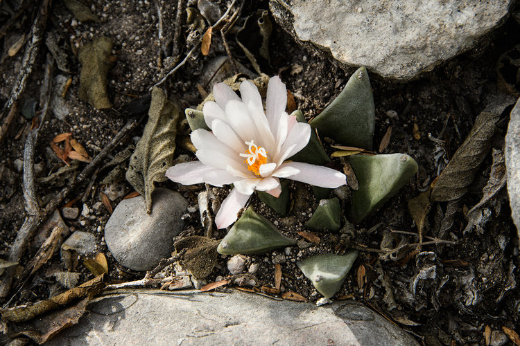 ariocarpus_retusus_1_la_magdalenas_fb
