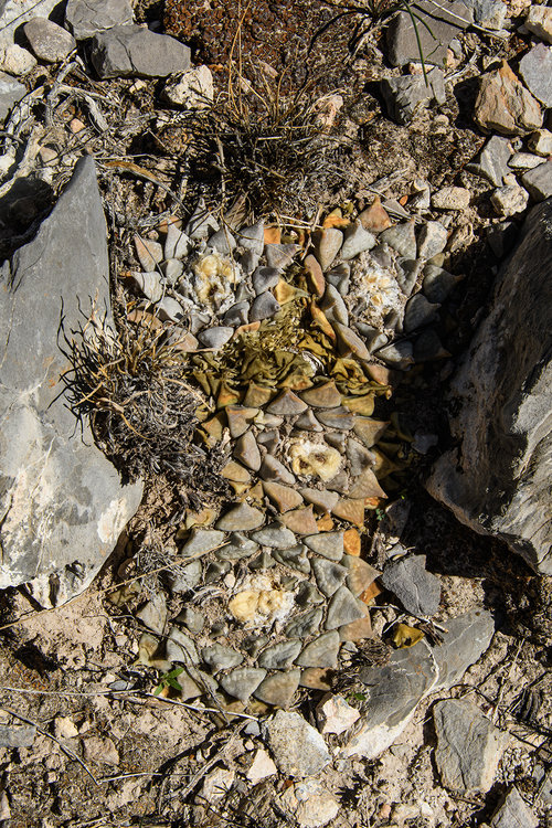 ariocarpus_retusus_Cerro_de_Aqua_1_fb