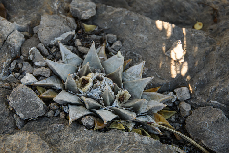 ariocarpus_retusus_Mirador_el_Huizache_2_fb