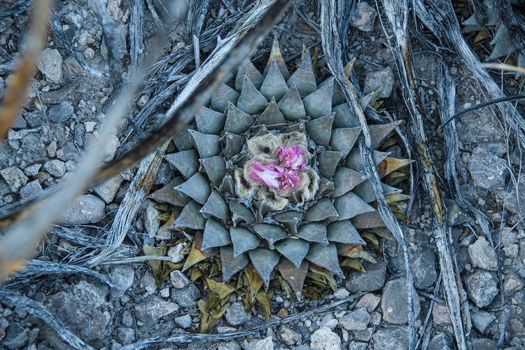 ariocarpus_retusus_Mirador_el_Huizache_7_fb