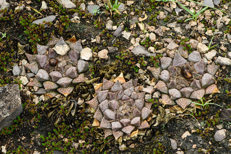 ariocarpus_retusus_furfuraceus_La_Luz_Coah_2_fb
