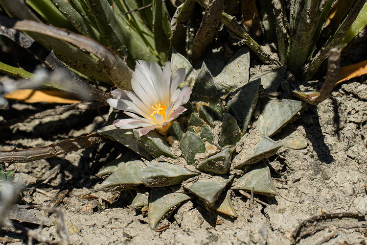 ariocarpus_retusus_pulchelus_francisco_I_madero_5_fb
