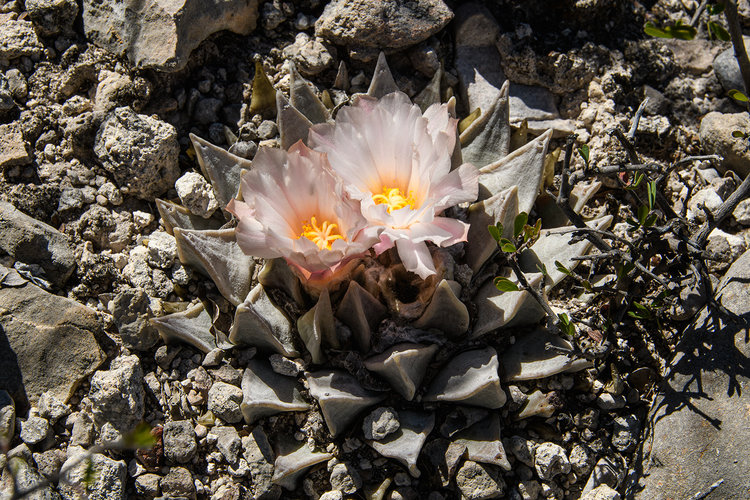 asriocarpus_retusus_elongatus_SJDLF_2_fb