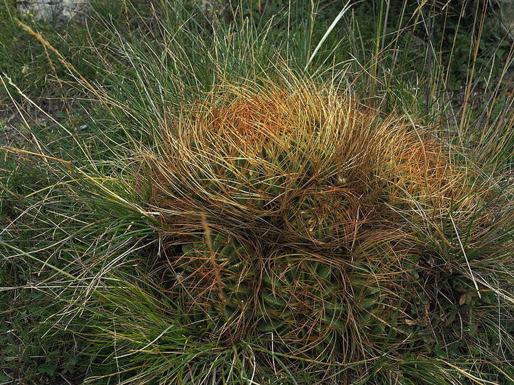 image114