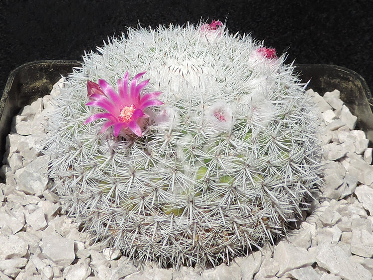 Obr1_Mammillaria-albata_r2016