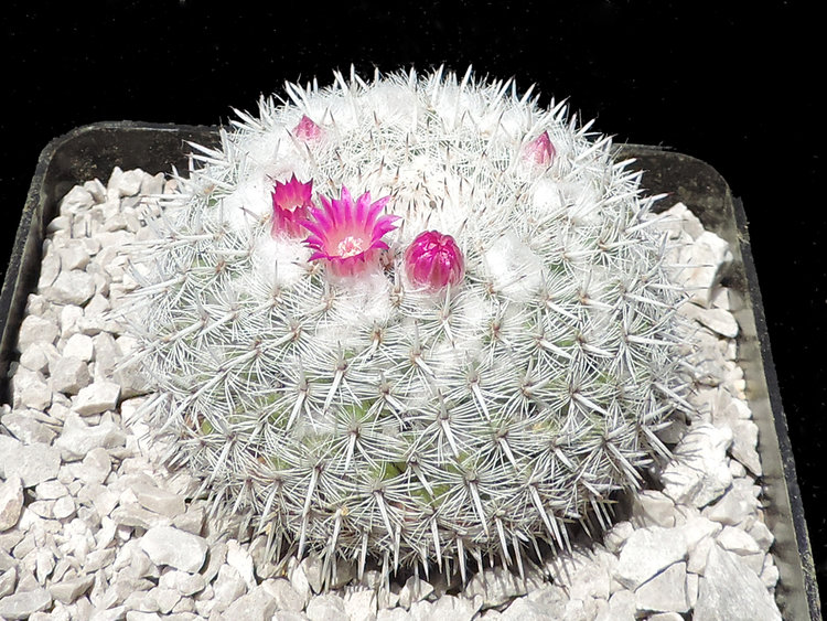 Obr2_Mammillaria-albata_r2016