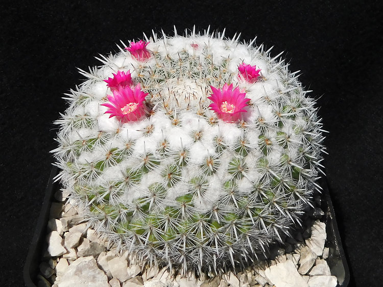 Obr3_Mammillaria-albata_r2020