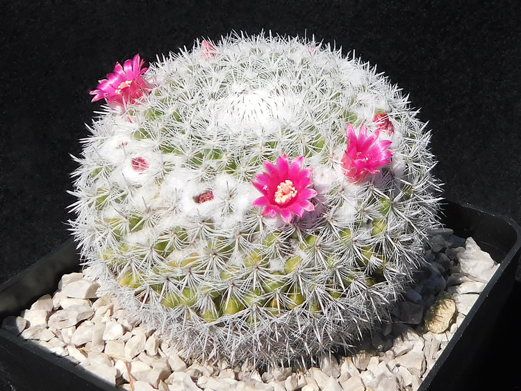 Obr4_Mammillaria-albata_r2020