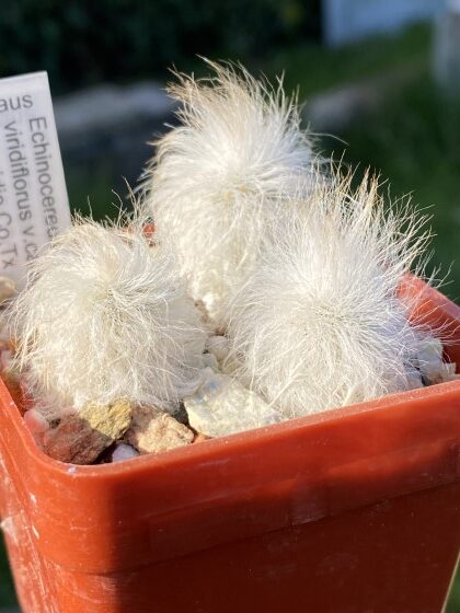 Echcviridiflorus vcanus 1 Mal